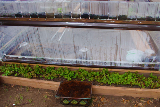 Living Walls By Dapacu