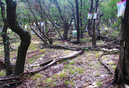 Wild Art Museum By Dapacu With Land Arts