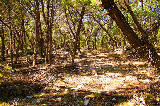 Austin Museum Of Land Art Gallery