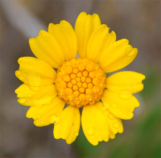 Flower Photo Gallery