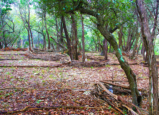 Land Art By Dapacu Artist Texas
