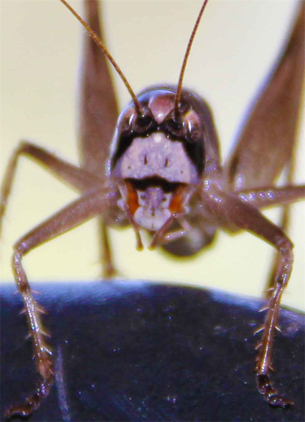 Wear A Mask By Dapacu Museum Of Photography