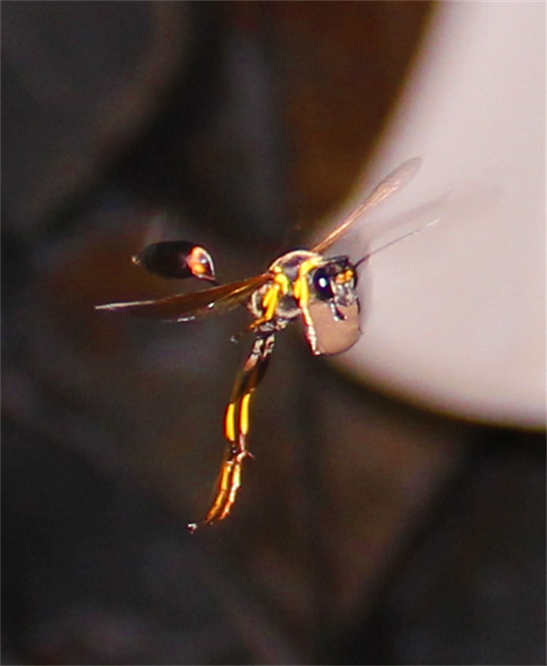 Mud Wasp, Natural Nature Photography.
Natural Museum, Art Gallery Of Photography By Dapacu