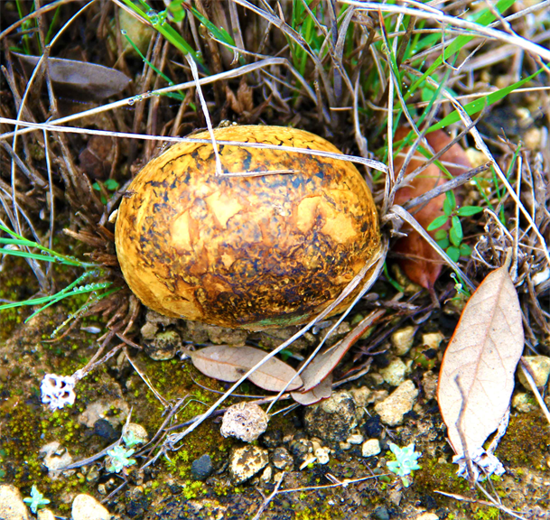 Natural Wildife Museum Photography