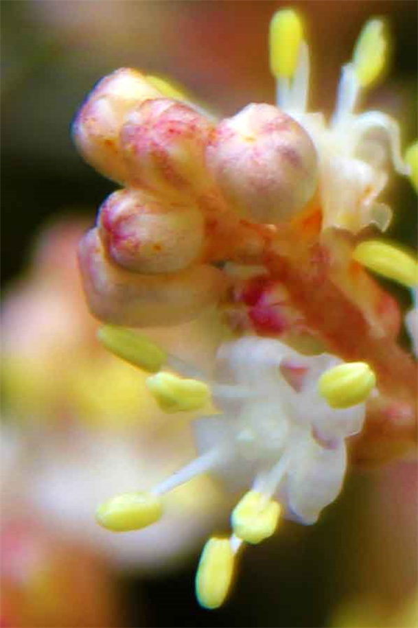 Dapacu Flora Photography Museum Exhibition