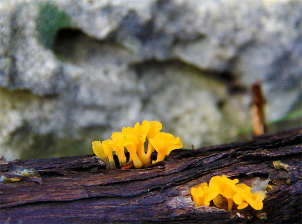 Photography By Artist Dapacu Exhibition