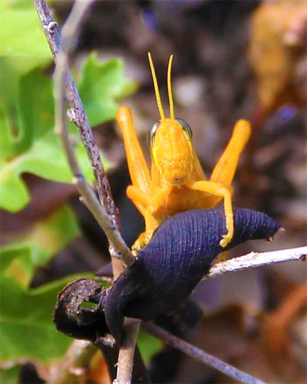 Museum Show The Hand Of The Cricket By Artist Dapacu