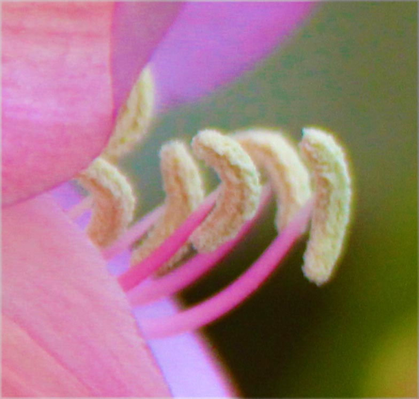 Dapacu Flora Photography Museum