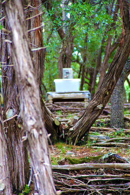 Artworks By Dapacu Artist Austin Texas. 
Arts Natural Museum